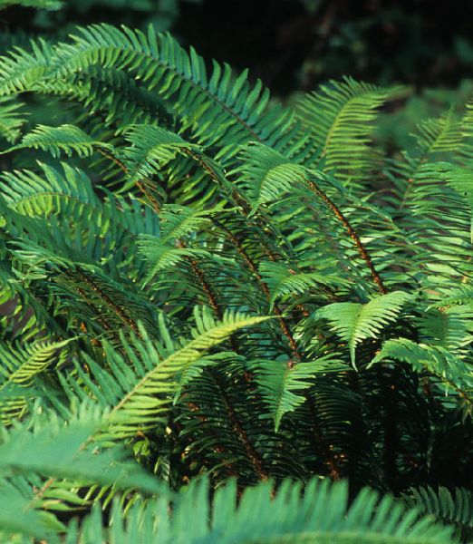 Polystichum munitum